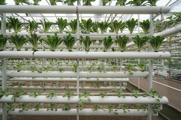 Selecting Your Vertical Farming Structure